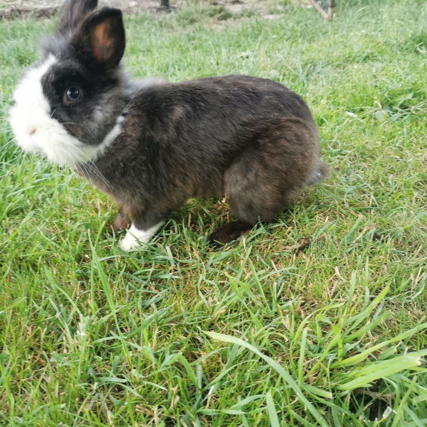 Królik miniaturka