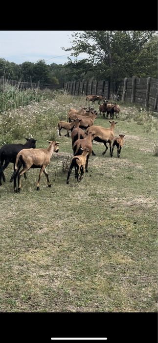 Продам камерунських вівців