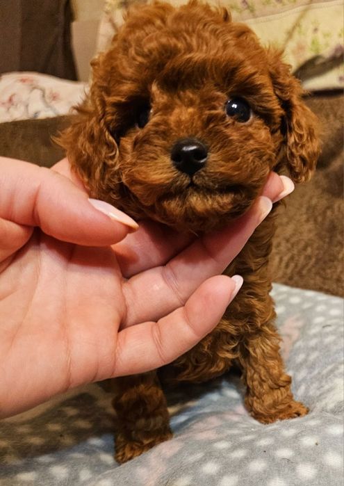 Той пудель красивые детки