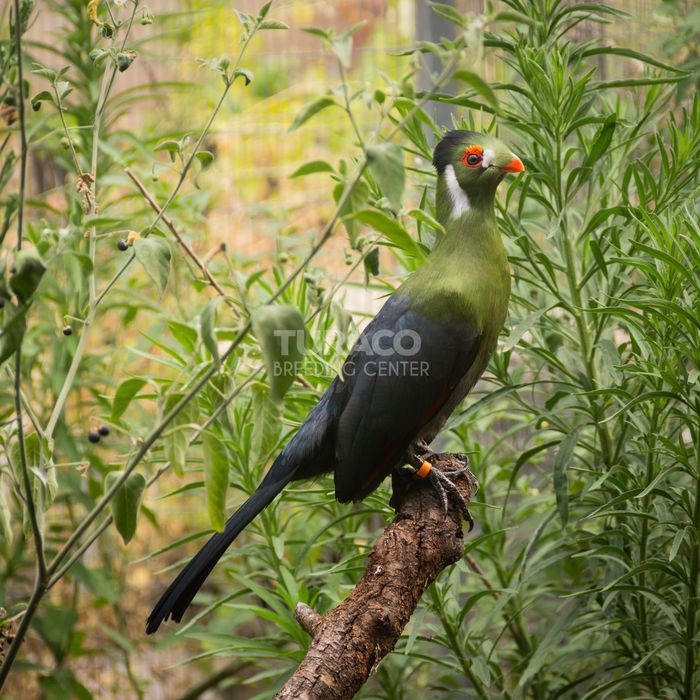 Casal turaco leucotis 2025