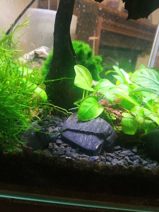 Akwarium krewetkarium kostka 35x29x29 komplet z dodatkami