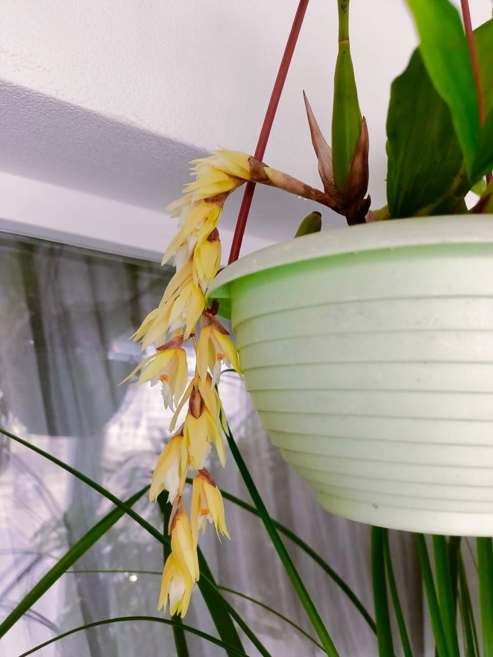 Opхидея Целогина Coelogyne Rochussenii