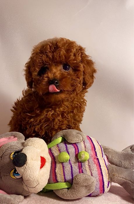 Удивительно красивые микро мишки Тедди тикап Китай той пудель беби ф