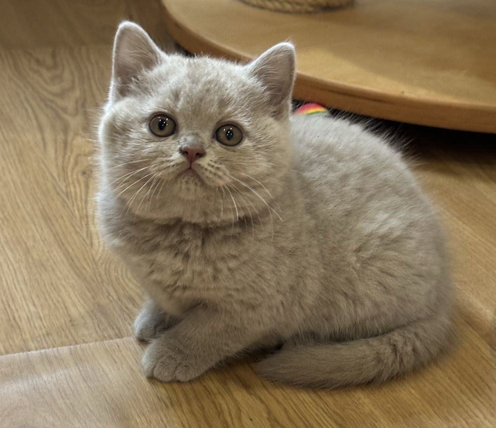 Fêmea  British  Shorthair lilás