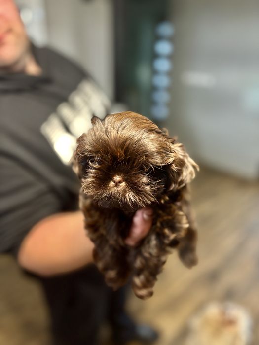 Suczka shih tzu czekoladowa