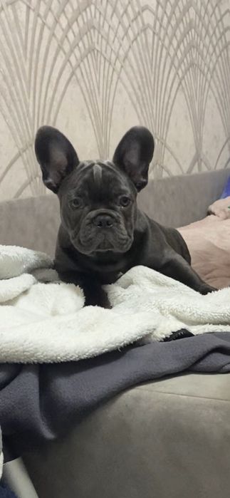 Французский бульдог