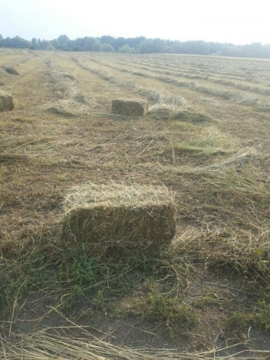 Продам сено недорого.в тюках.