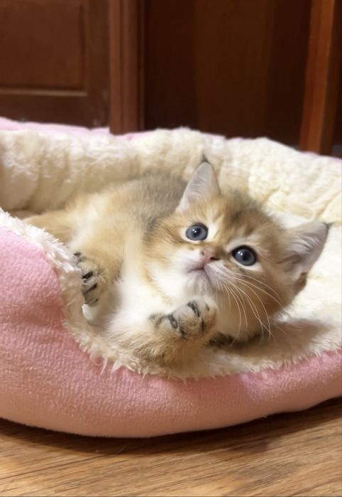 Чудовий шотландський котик