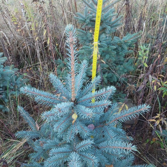 Świerk srebrny 70 - 110 cm