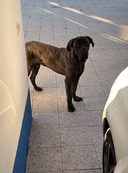 Cane Corso Macho