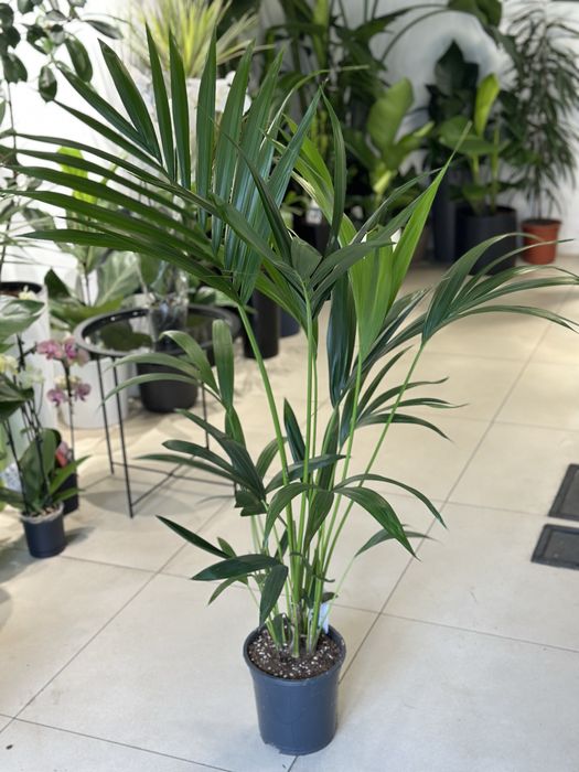 Пальма Ховея h120 см