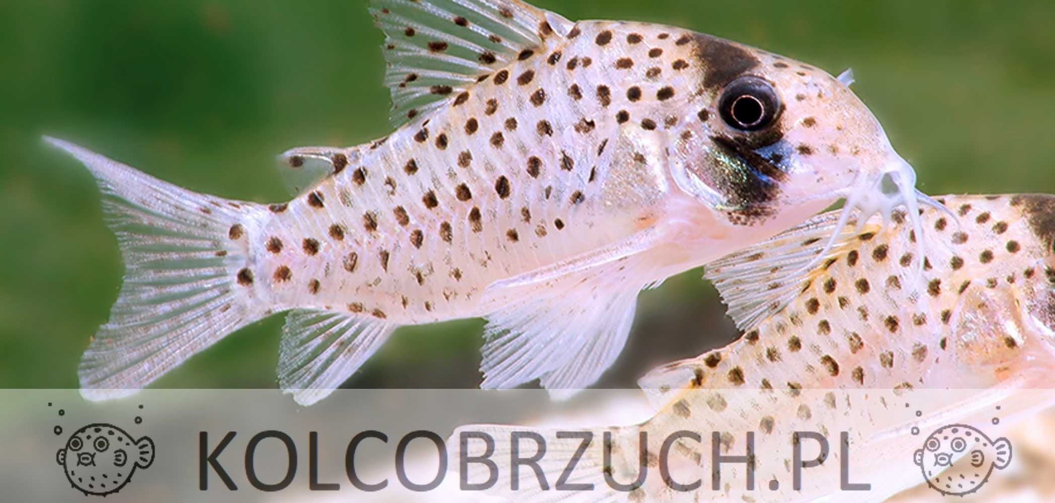 Kirysek ekwadorski - Corydoras atropersonatus - Kirys - dowóz, wysyłka