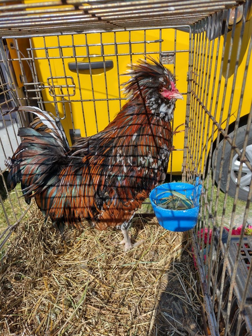 Czubatka Padewska trójbarwna kogut