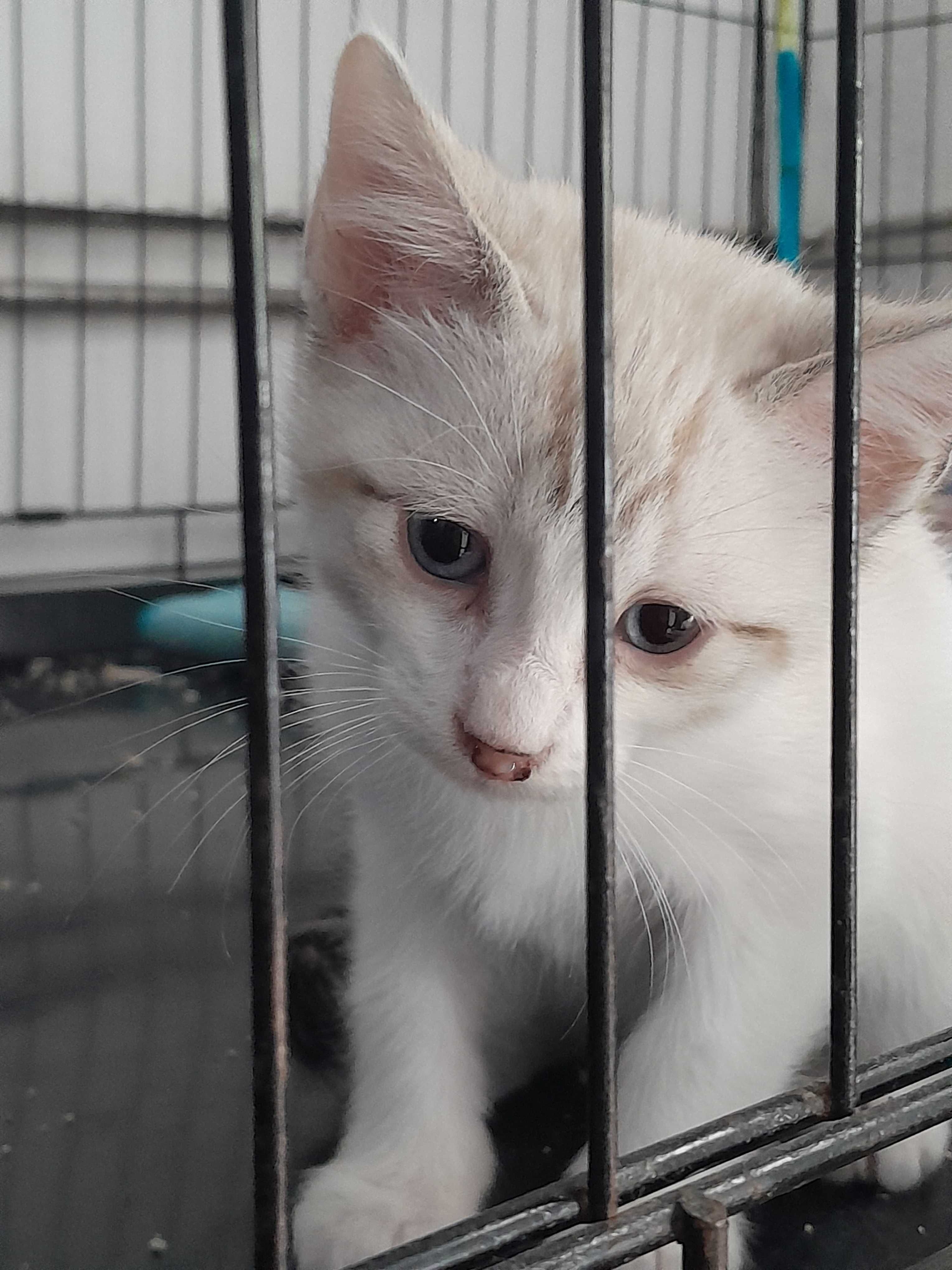 Gatos bebés para adoção consciente