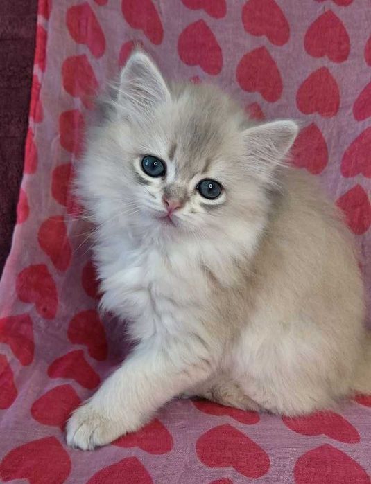 Шотландская золотая шиншилла (голубое золото)