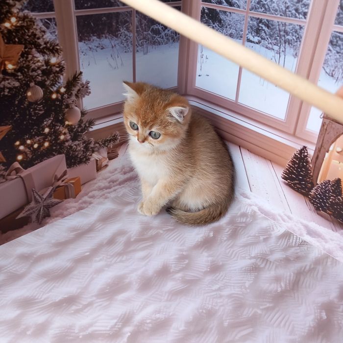 Британська золота шиншила