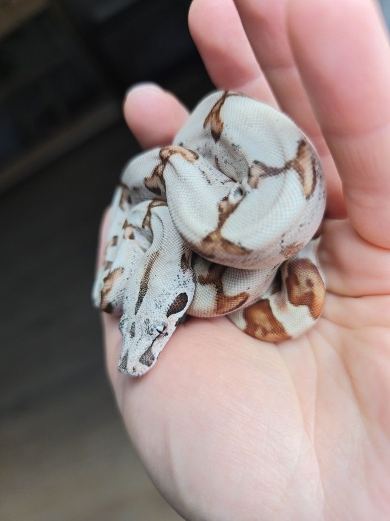 Węże zbożowe Hypo Jungle het Albino Sharp
