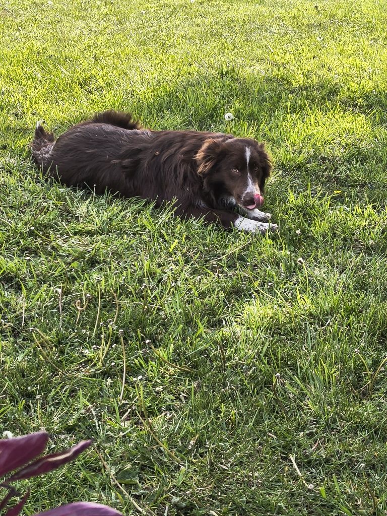 Border Collie czekoladowy piesek (chłopiec)