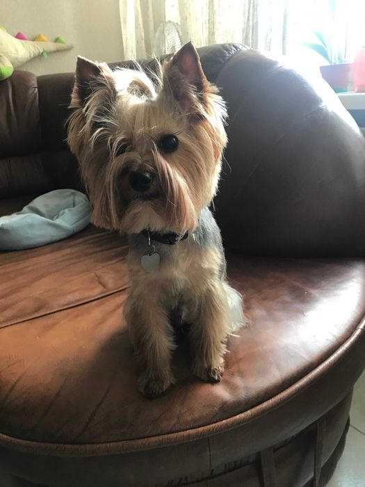 Йорк- мальчик, (родители - чемпионы) ищет подругу. Срочно.