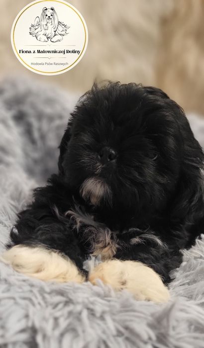 Shih-tzu shihtzu pies z rodowodem odbior początek grudnia