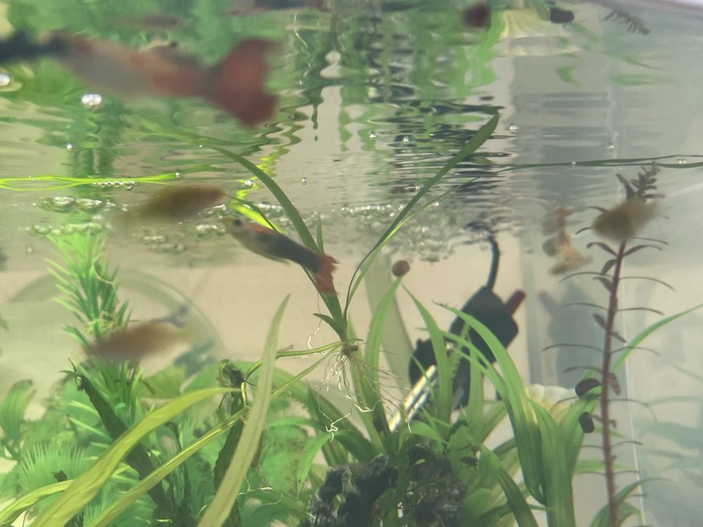 guppys com 1/2/3 mês para venda guppys de linhagem