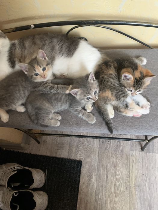 Відам просто так,троє дівчаток.