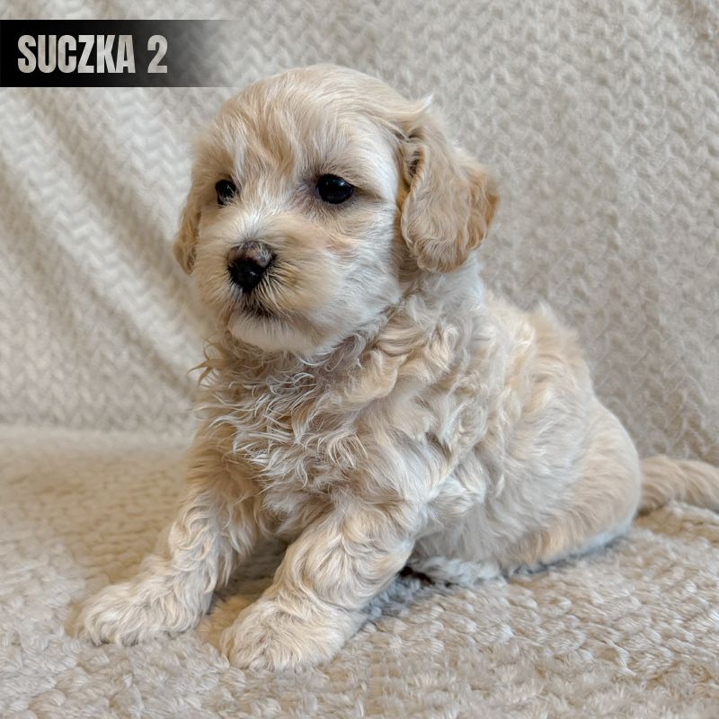 **suczka maltipoo**