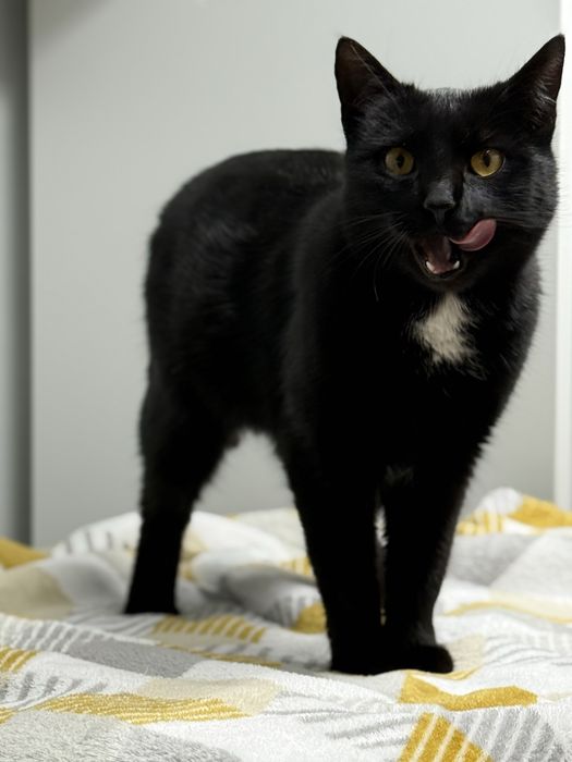 Spokojna Pchełka o miękkim spojrzeniu