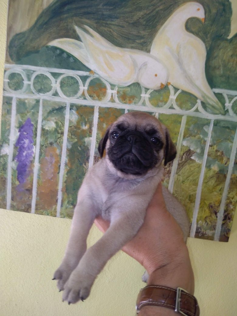Pug Carlin Sublime
