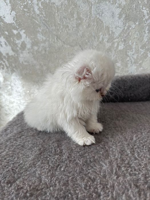 Дівчинка британська шиншила