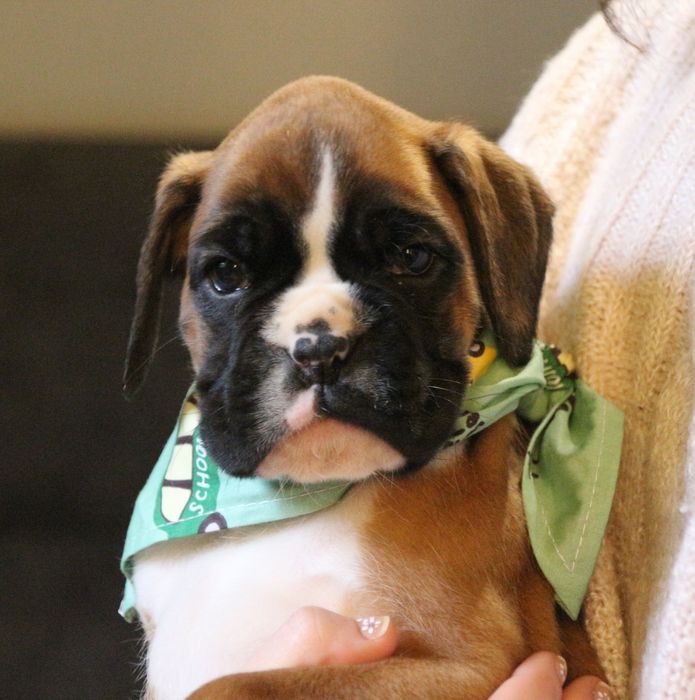 Piesek bokser szczeniak po wybitnych rodzicach