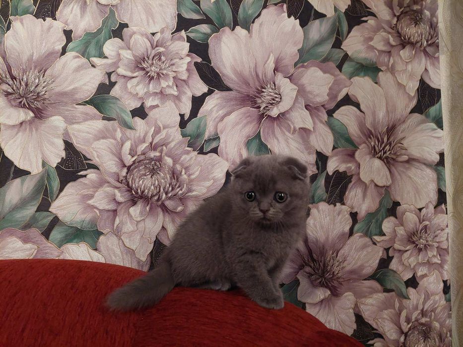 Шотландські Висловухі кошенята