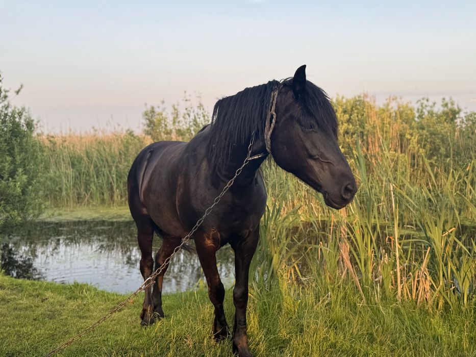 Кобила 9 років переїде до іншого господаря