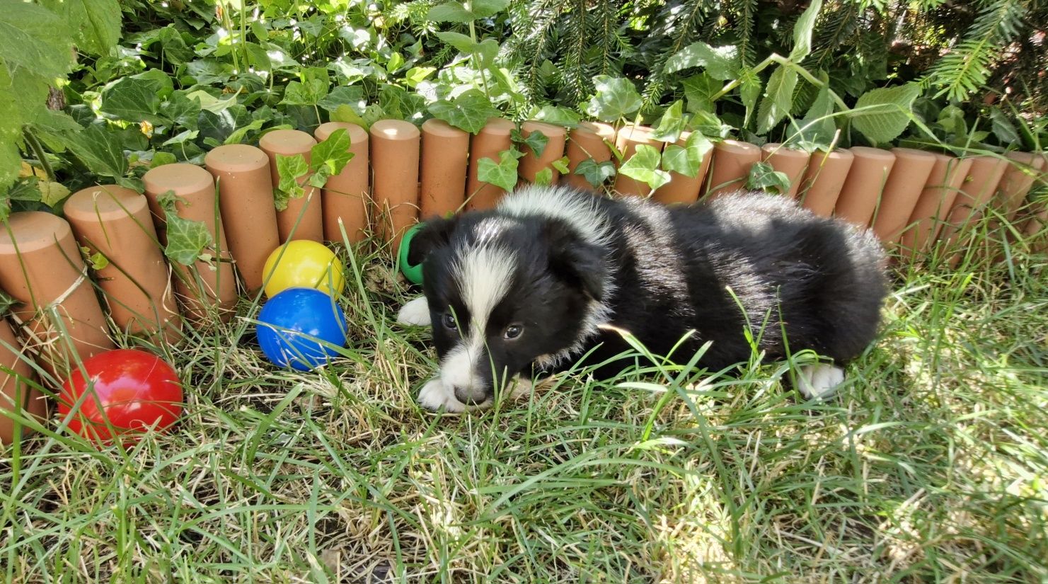 Border Collie piesek czarno biały