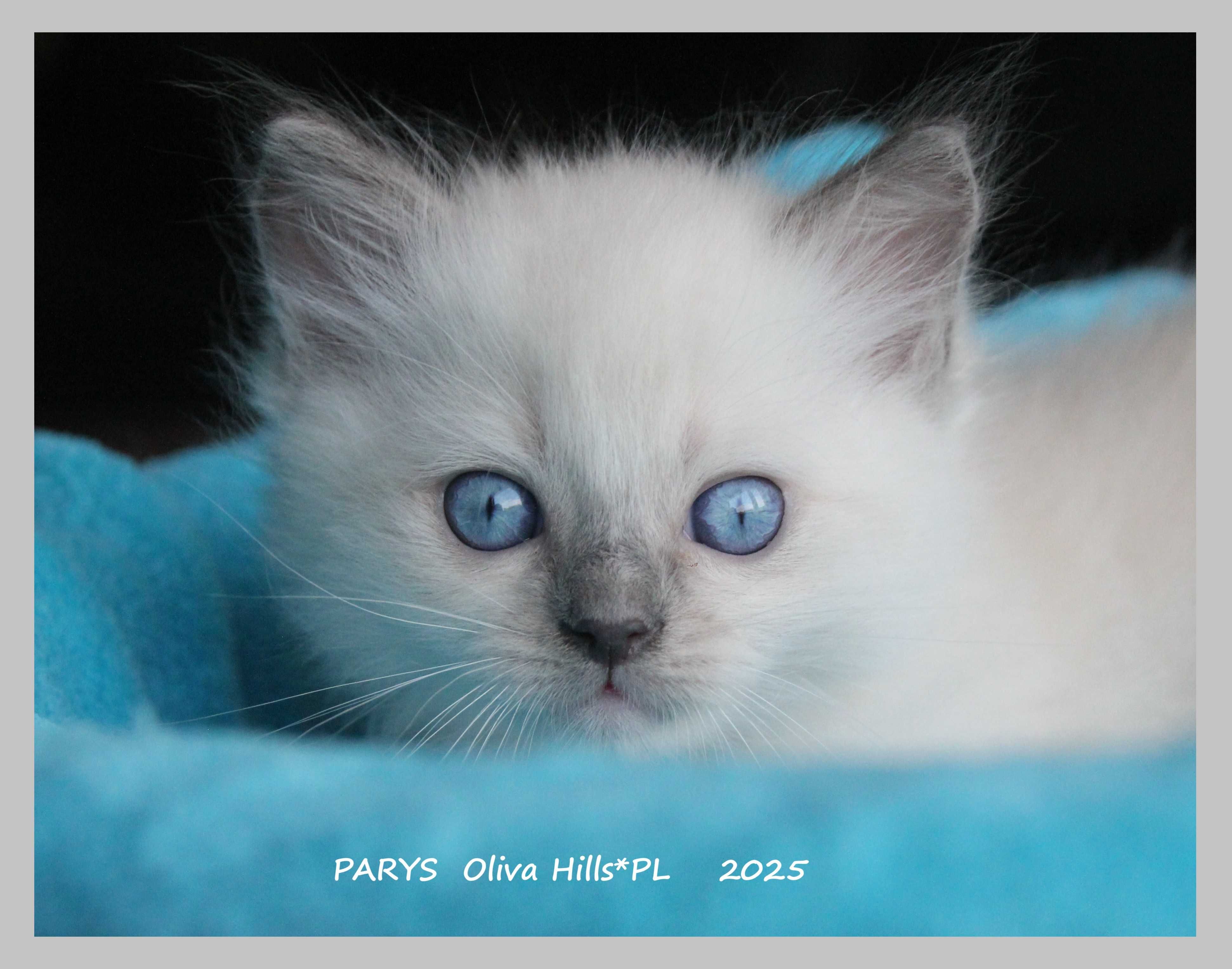Śliczne Kocięta Ragdoll Gdańsk do odbioru w sierpniu