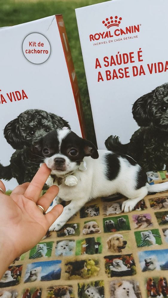 Lindissima Menina chihuahua  pêlo lcurto,