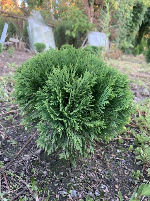 Саджанці : туя , самшит, ялівець, бересклет , Кипарисовик