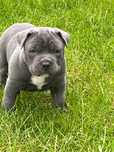 American Staffordshire Terier-piesek