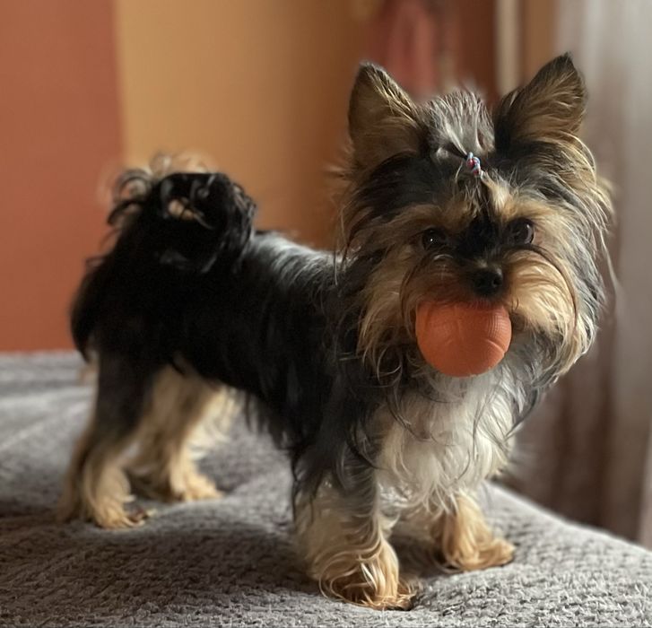 Готується до продажу дівчинка йоркширського терʼєру