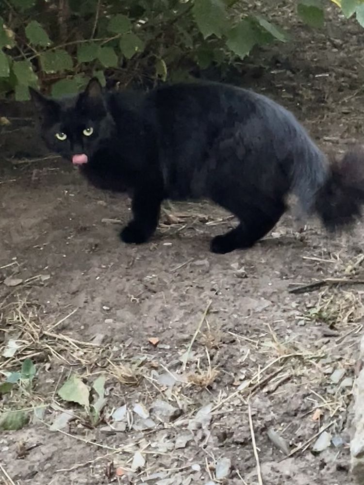 Котенок кошка черная пушистая