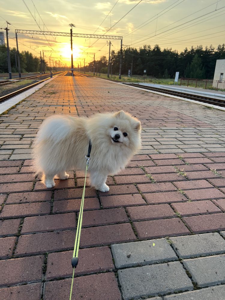 Кобель Померанского шпица для вязки