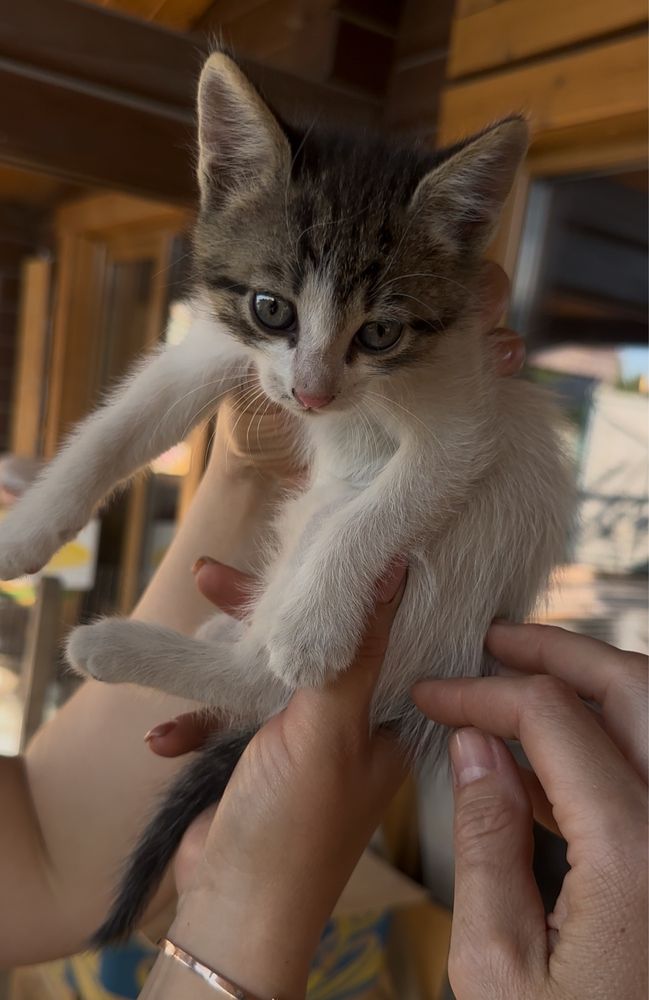 Шикарні кошенята 2 міс