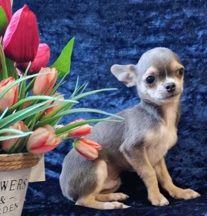 Красавчик - мальчик чихуахуа. В окрасе голубой с подпалом.