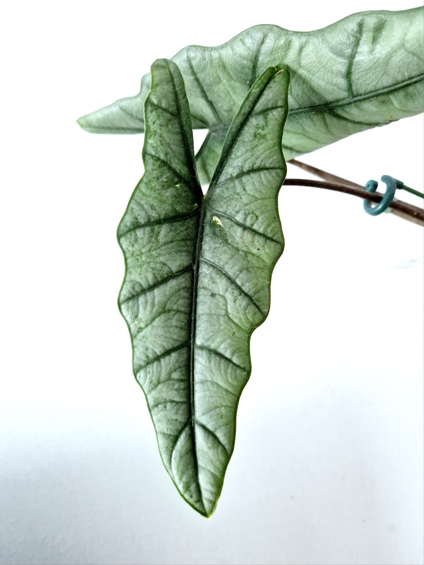 Alocasia Heterophylla