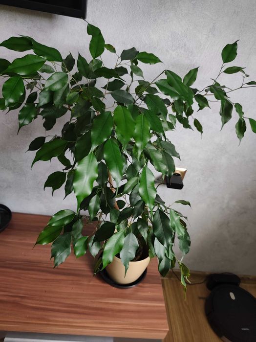 Fikus  beniaminek w doniczce.