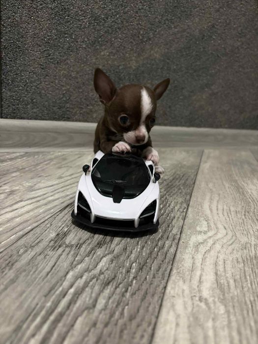 Chihuahua chlopczyk miniaturka