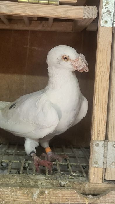 Gołębie staropolskie