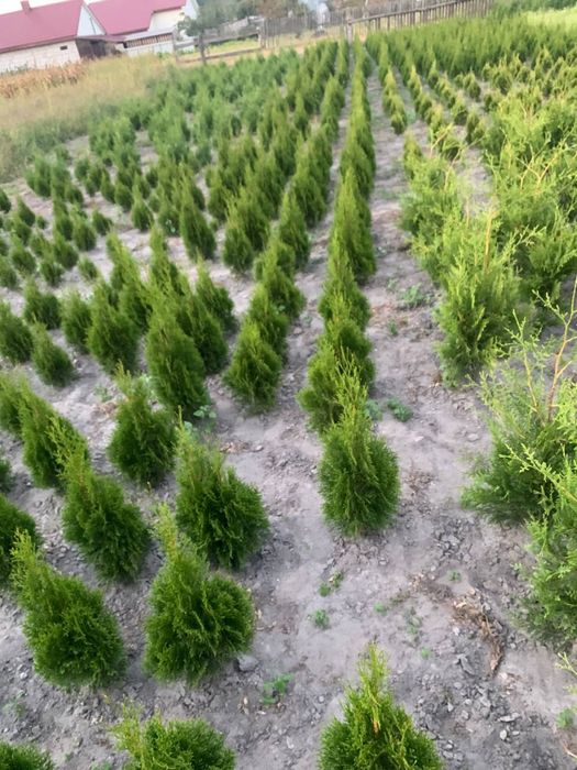 Смарагд кипарисовик колум туя плющ тис