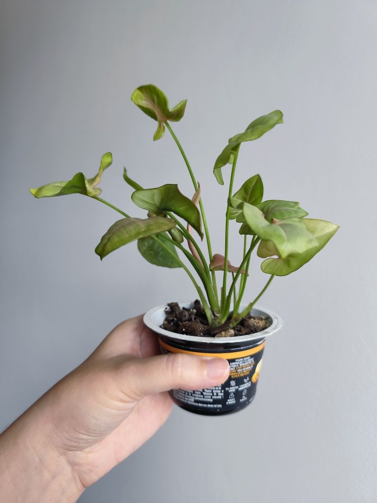 Syngonium neon robusta   - roślina doniczkowa