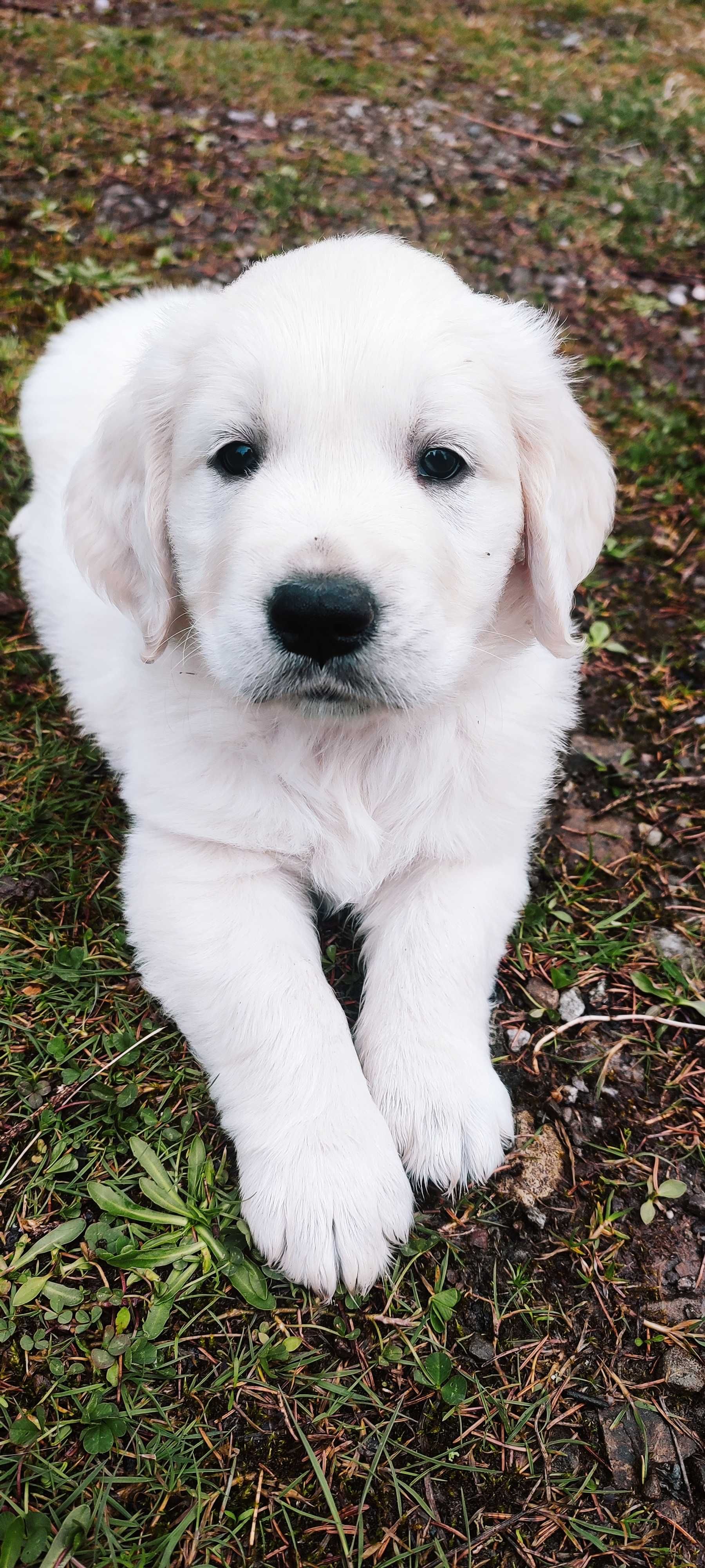 Golden Retriever piesek - potencjał wystawowy ZKwP/FCI